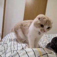 ベッドに寝ている飼い主とそばにいる猫