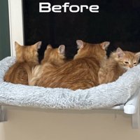 ハンモックに乗る猫たちの後ろ姿