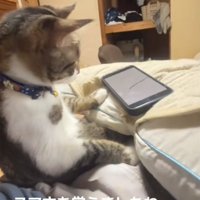 飼い主の膝の上でスマホを見ている猫