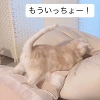 クッションに飛び込むマンチカン