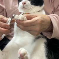 前足の爪を切られる猫