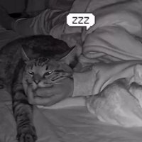 寝ている飼い主と猫