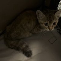 保護され室内で身を寄せる子猫