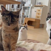 座ってカメラ目線の猫と写りこんでいる3匹の猫