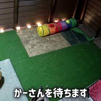 外にいる猫