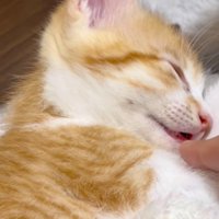 飼い主のそばで眠る子猫