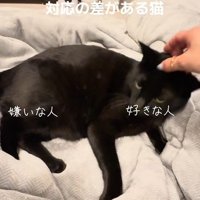 女性になでられる黒猫