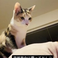 飼い主さんの背中に乗る三毛猫