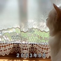毛が短い白猫の後ろ姿