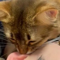 耳たぶを吸う猫の横顔