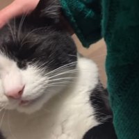 女性に撫でられてうっとりした表情になる猫
