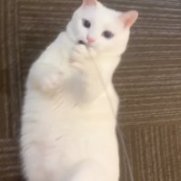捕まえる猫