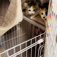 ケージの中からボランティアさんを威嚇する2匹の三毛猫