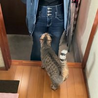 気になる猫