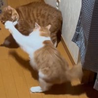 猫パンチされる猫