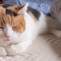 布団の上で寝ている猫