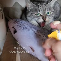 威嚇する猫