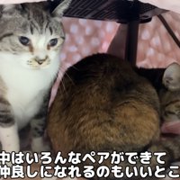 コタツの中のリノちゃんとリナちゃん