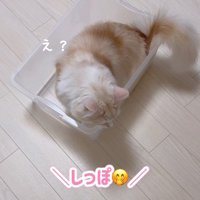 ケースに入る猫