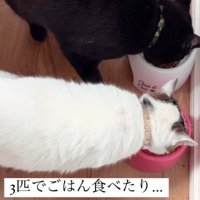 ごはんを食べる3匹の猫