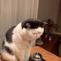 おやつを待つ猫