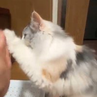 左前足を高くあげる猫