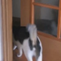 ドアを開ける猫