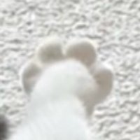 いっぱいに開かれた猫の足