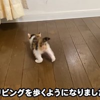 リビングを歩くミケ子猫