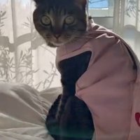 近づいて来た飼い主に視線を向ける猫