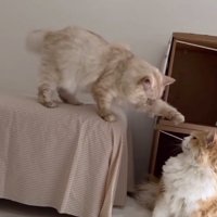 後輩猫にパンチしようとする先輩猫