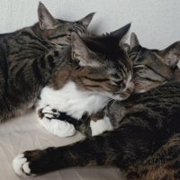 母猫の両サイドから息子たちが顔をくっつけている様子