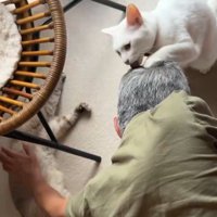 男性の頭に前足を乗せて、男性の髪を舐める白猫