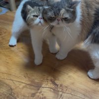 寄り添う2匹の猫
