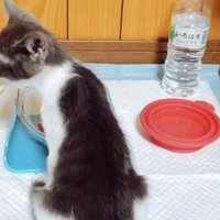ウェットフードを食べる子猫