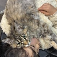 女の子に抱っこされている猫