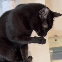 肉球をなめている黒猫