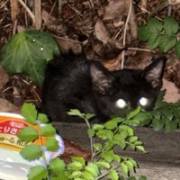 隠れている子猫