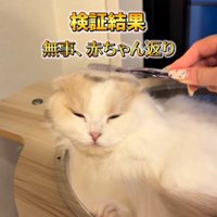 歯ブラシで頭を撫でられて目を細める猫