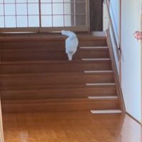 階段を下る猫