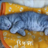 寝ている子猫