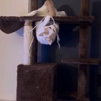 逆さまの体勢になりながら、キャットタワーの柱の紐にじゃれつく猫