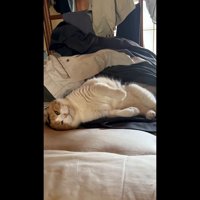 お腹を見せた姿