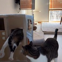 段ボールハウスの中に入ろうとしている猫とそれを見ている猫