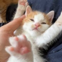 バンザイ