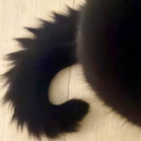 しっぽのアップ