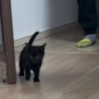 部屋へ歩いていく子猫