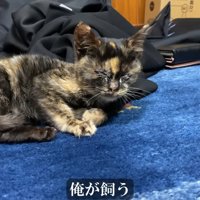 寝そべる子猫