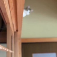 障子に突っ込んだ猫