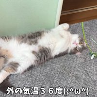 へそ天する猫